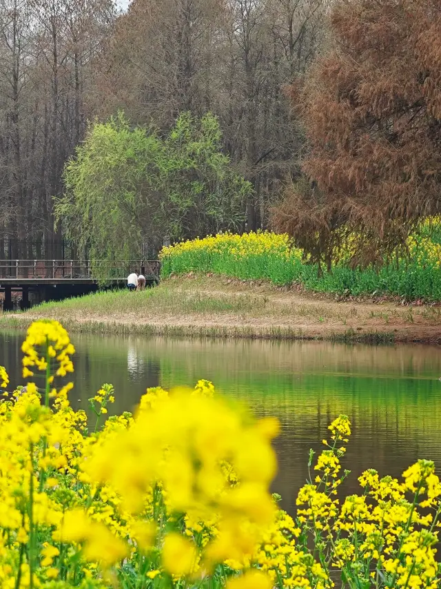 Shanghai Flower Viewing | The rapeseed flowers at Hou Tan Wetland Park are in bloom!