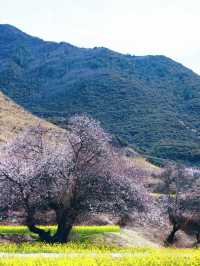 嘎拉村桃花朵朵開