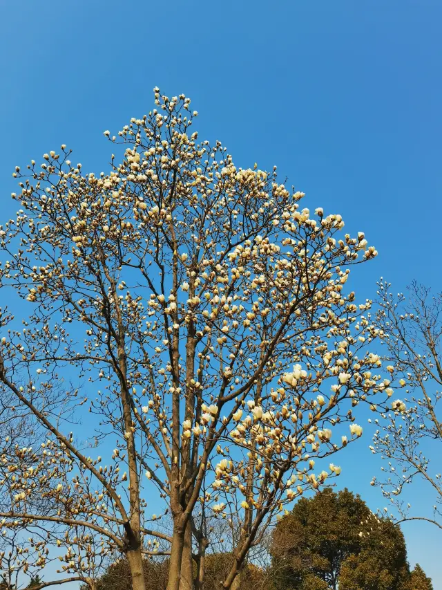 陽春三月，被公園裡盛開的玉蘭花治癒了