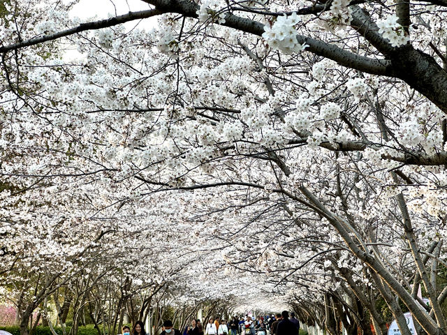 櫻花如雲高東鎮