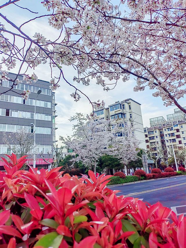 千島湖畔陽光路，春和景明，櫻花浪漫