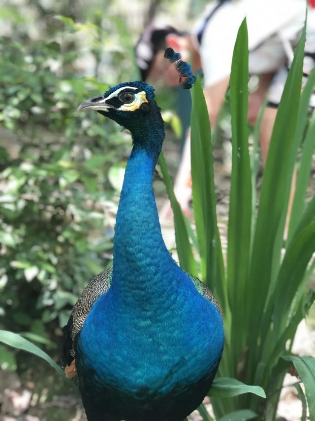 吉隆坡飛禽公園｜飛鳥的樂園，兒童的天堂