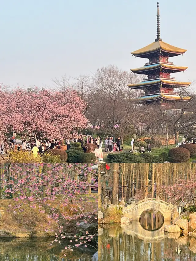 Waking up at 5:30 in the morning just to enjoy the cherry blossoms at Donghu Lake alone