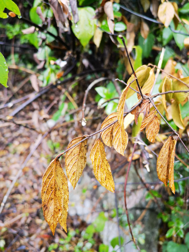 clubmed桂林度假村登山活動