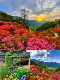 三月賞花去篁嶺，萬畝油菜花花海美到窒息