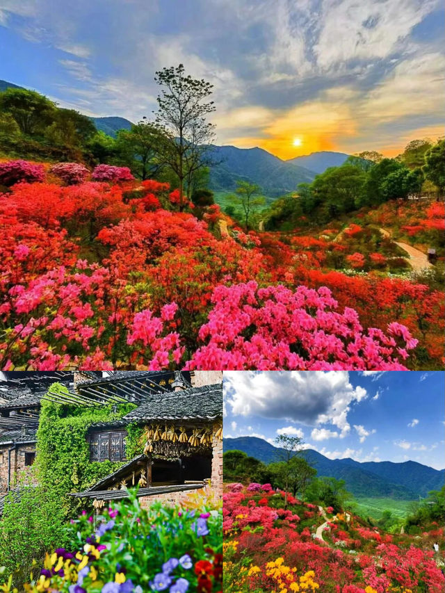 三月賞花去篁嶺，萬畝油菜花花海美到窒息