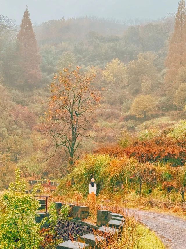 自駕四明山探古村，別錯過字豐村千年銀杏