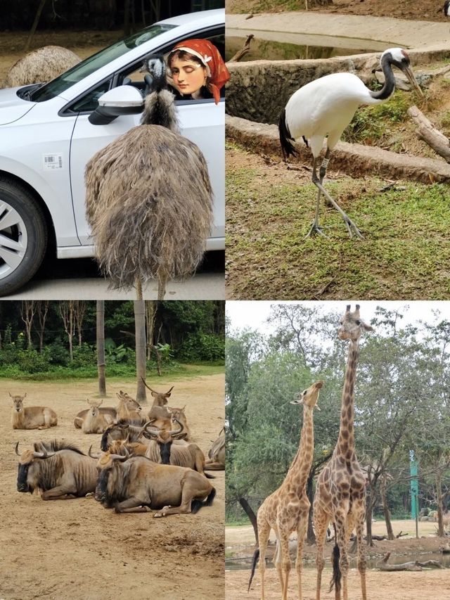 攻略！1日遊長隆野生動物園+熊貓酒店