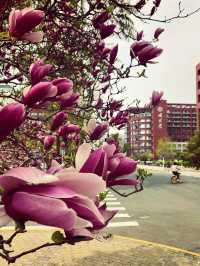 北京遛娃賞花餵鴿子曬太陽大學校園太美好了