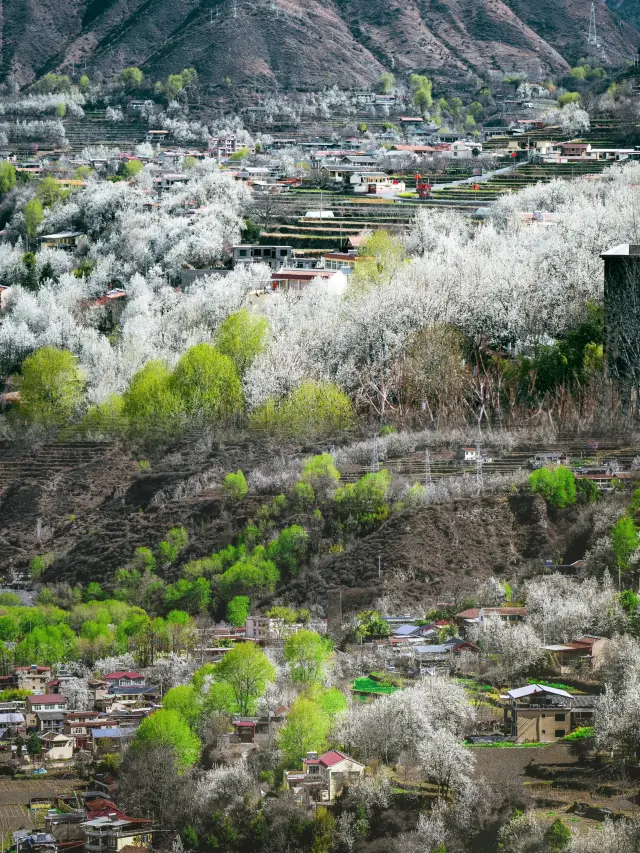 我在這個春天找到白綠色的漫山梨花~~