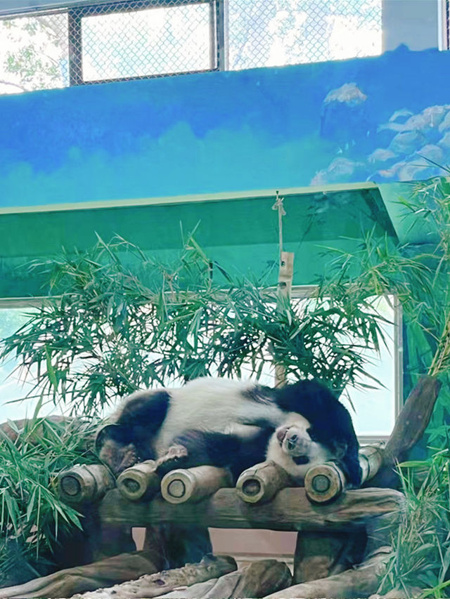 來我家鄉玩一天，廣州動物園