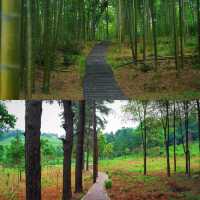 大自然的馈赠-寶慶森林公園