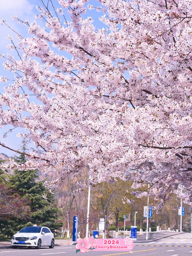 Cherry Blossom Delight at Zhongshan Park 🌸
