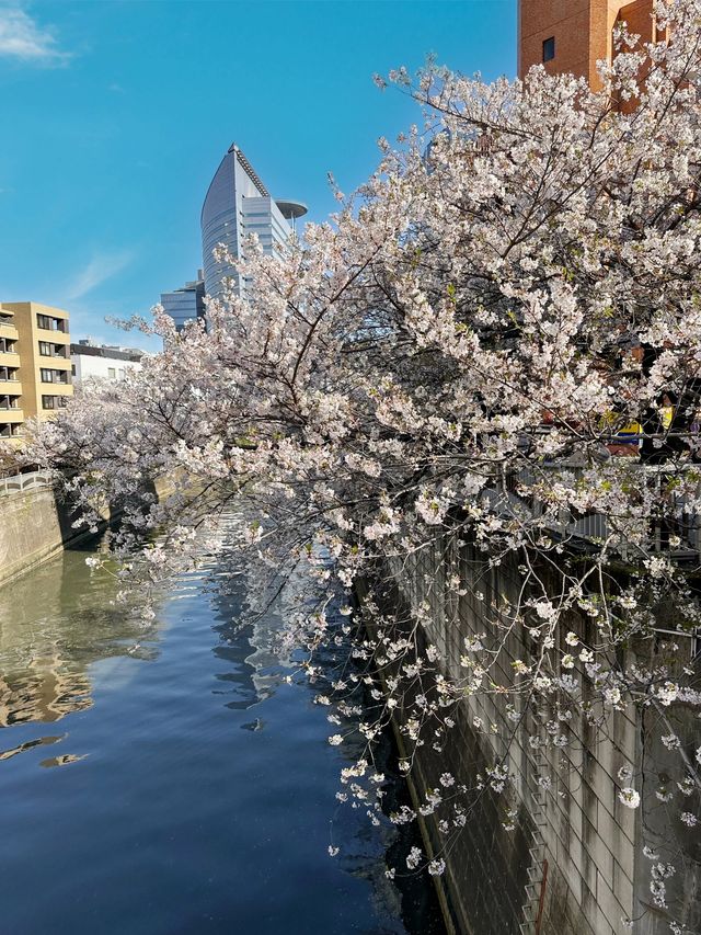 東京 我來啦