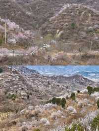 北京看十里桃花