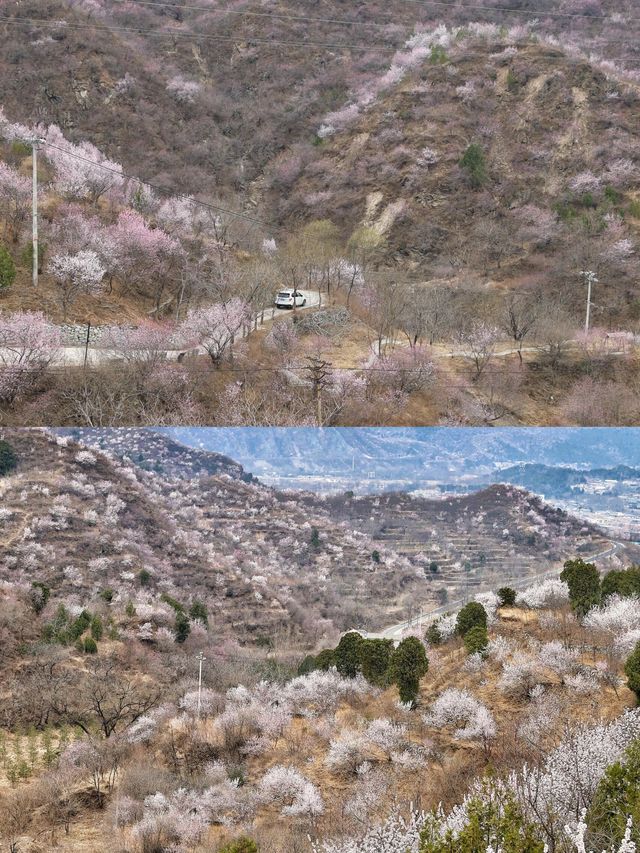 北京看十里桃花