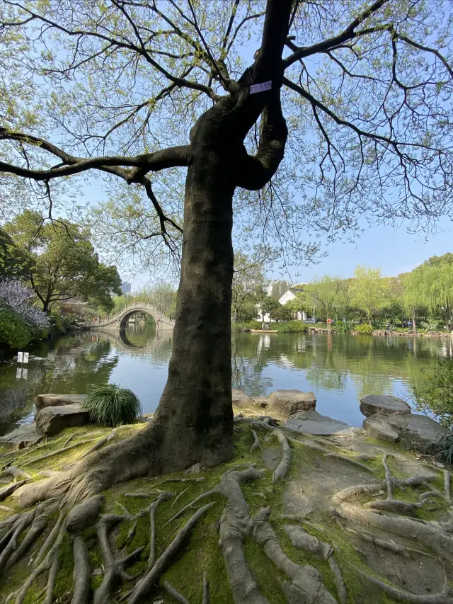 Spring in Nanyuan | A 0-year-old hackberry tree and a young bamboo grove