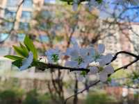 李子花開的時空