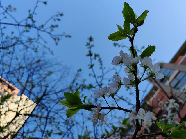 李子花開的時空