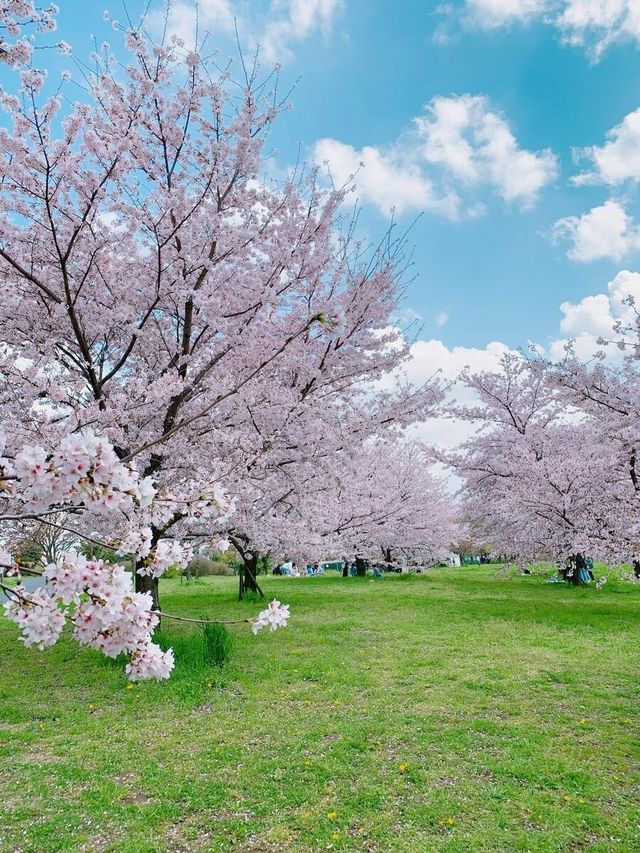 櫻花