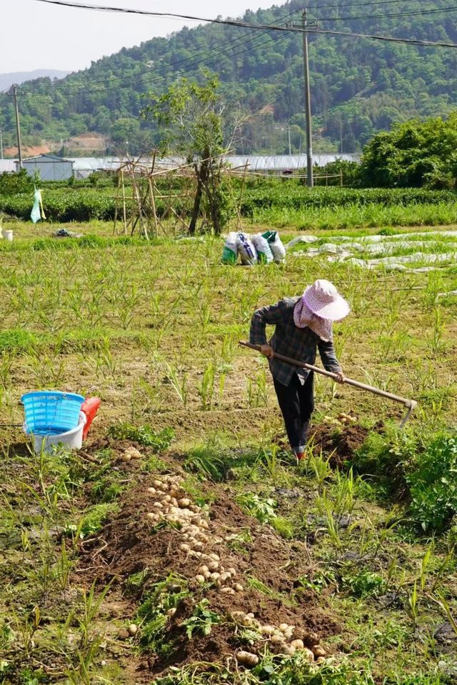 那就來廉村踏青吧，環境真的很不錯哦