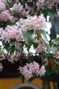赴約常熟清涼寺百年楸樹開花