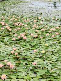 原以為茅家埠的睡蓮已經夠美了，直到來了湘湖