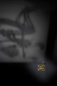 最近可以看這個展