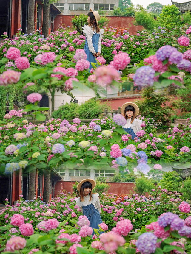 成都周邊開滿無盡夏的古寺，太美了！