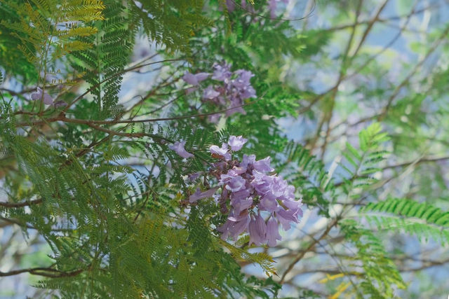 這抹藍紫色，你拍了嗎