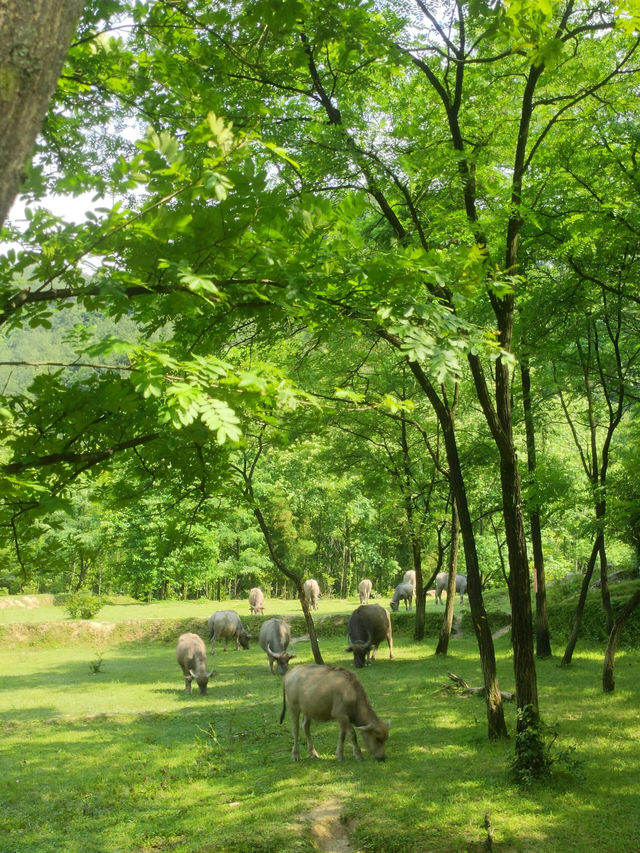 四川人有自己的阿勒泰