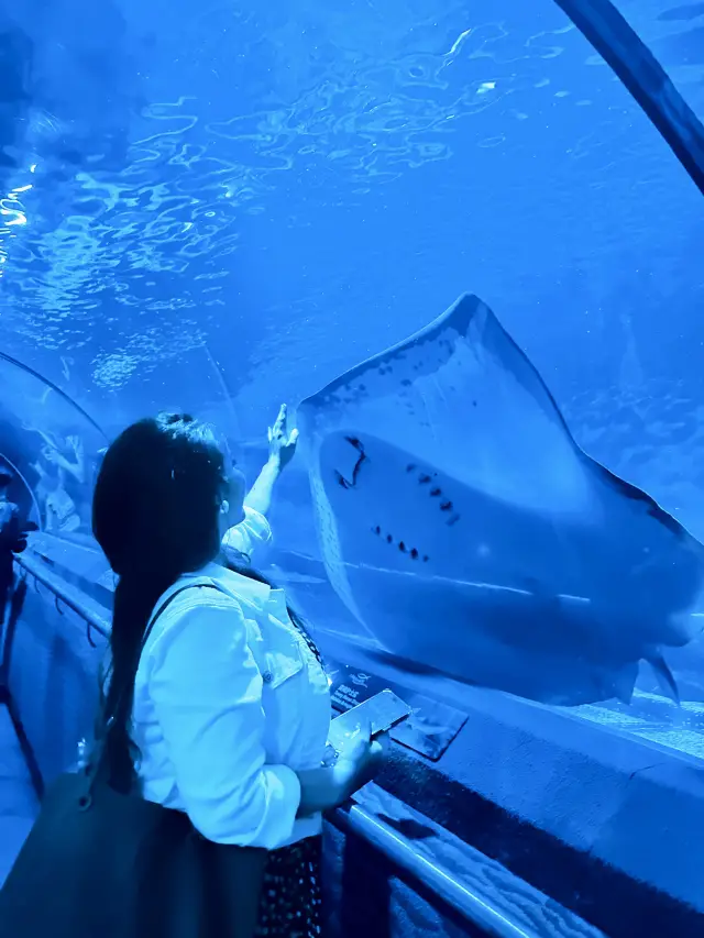 上海海洋水族館:水下奇觀