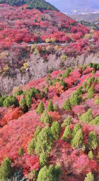 《紅葉谷，斑斕的秋之夢》