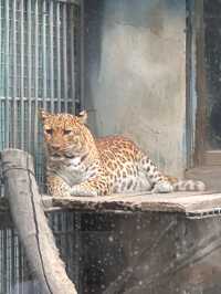 濟南動物園攻略
