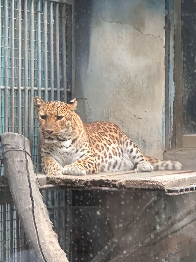 濟南動物園攻略