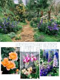 「深圳筆架山粵港澳大灣區花展」：花海盛宴，不容錯過