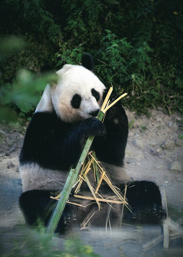 熊貓！我來啦！西安40分鐘就到。