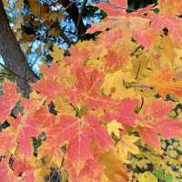 Autumn Beauty Lives in leaves