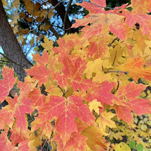Autumn Beauty Lives in leaves