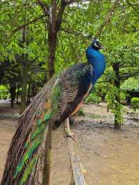 貴州｜森林野生動物園｜充滿自然魅力和野生動物奇觀的地方。
