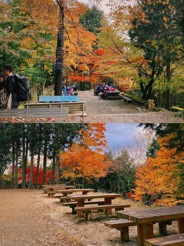 東京賞楓圖鑑：御岳山。