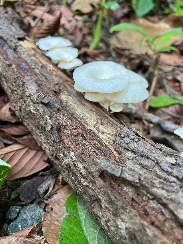 超讚打卡沙巴小眾秘境，近距離邂逅豬尾猴。