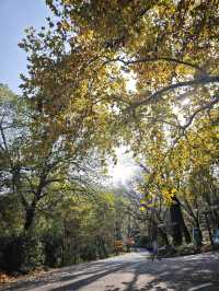 南京老山森林公園 | 親子秋遊寶藏地 。