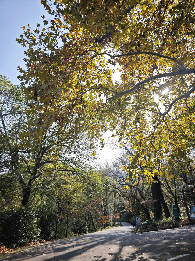 南京老山森林公園 | 親子秋遊寶藏地 。