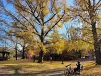 Explore the Beauty of Brooklyn's Prospect Park in Autumn