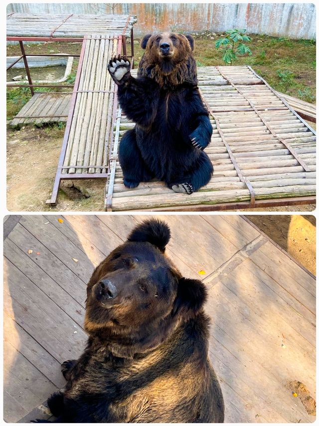 青島森林野生動物世界，萌獸大賞等你來撩。