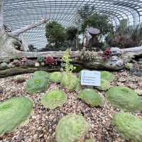 Explore the beauty of Flowers Dome of Singapore Garden by the bay