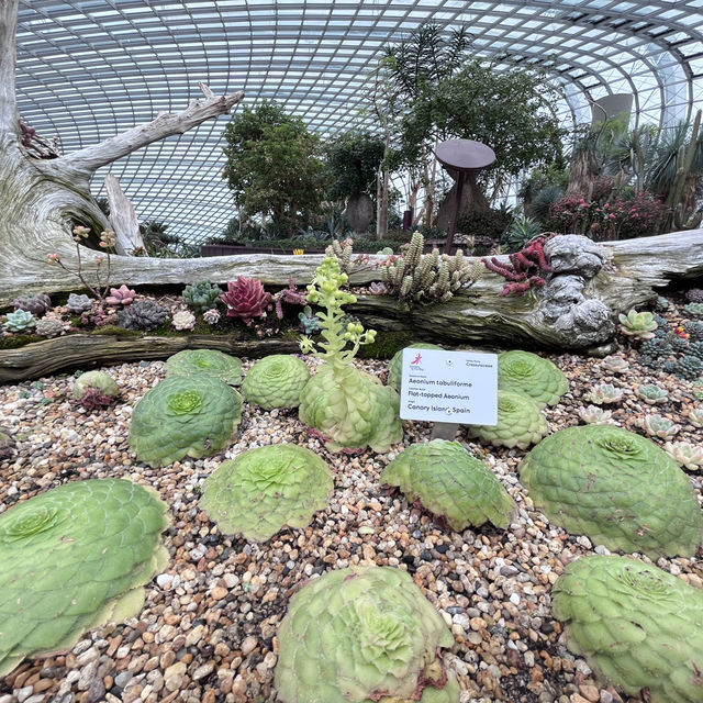 Explore the beauty of Flowers Dome of Singapore Garden by the bay