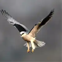西安初冬的昆明池-鳥類天堂。