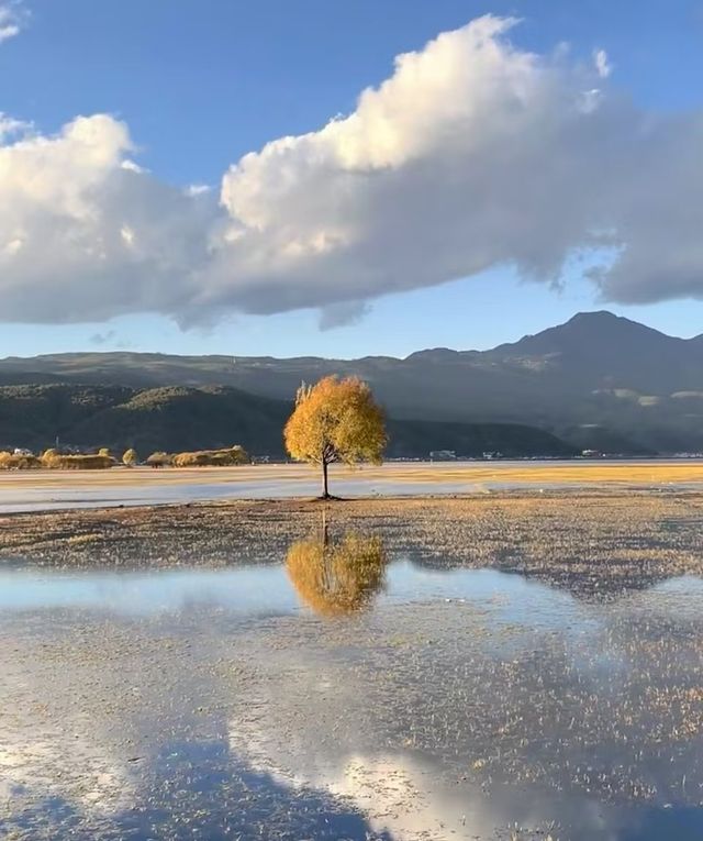 拉市海濕地公園